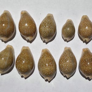 May include: Ten smooth, oval-shaped cowrie shells arranged in two rows. Each shell features a glossy, brownish-tan surface covered in a pattern of small, white, circular spots. The shells vary slightly in size and shape, displaying a natural texture.