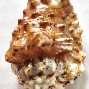 Op de afbeelding: Een getextureerde zeeschelp met een conische vorm en een puntige top. Het oppervlak vertoont een gevarieerd patroon van warme bruine, beige en crèmekleurige tinten, gekenmerkt door prominente, verhoogde ribbels en kleine, scherpe uitsteeksels.