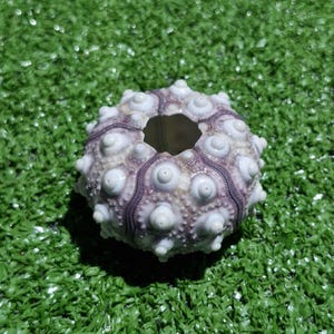 May include: A sea urchin test with a hollow center, featuring a radial pattern of white, raised tubercles and purple-toned grooves. The spherical shell has a textured surface with a circular opening at the top, displaying natural marine skeletal structure.