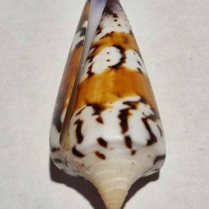 May include: A cone shell featuring a smooth, tapered surface with a white base colour and irregular, dark brown, mottled patterns. The shell has a distinct, elongated aperture running along one side and a pointed, spiralled apex at the base.