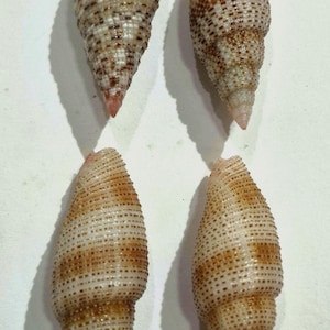 Puede incluir: Cuatro conchas marinas alargadas en forma de espiral dispuestas en dos filas. Cada concha presenta una superficie texturizada con un patrón de pequeños puntos de color marrón oscuro y bronceado y bandas horizontales sobre un fondo crema.