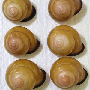Könnte beinhalten: Sechs polierte Schneckenhäuser, angeordnet in zwei Spalten zu je drei Stück. Jedes Gehäuse hat eine glatte, spiralförmige Oberfläche in einem warmen Goldbraun, eine hellere cremefarbene Mitte und eine dunkle, runde Öffnung an der Basis.