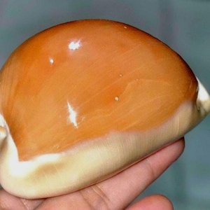 Puede incluir: Una concha de cauri lisa y pulida que presenta una superficie superior brillante de color marrón anaranjado intenso que se transforma en una base de color beige crema pálido. La concha tiene una forma redondeada y abovedada.