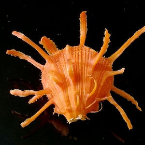 Concha marinha: Concha de ostra espinhosa laranja brilhante natural (Spondylus regius) 80 mm
