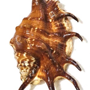 Op de afbeelding: Een grote, langwerpige zeeschelp met een glanzend, donkerbruin en beige gemarmerd patroon. De schelp heeft een prominente, puntige top en een reeks lange, gebogen, donkerbruine stekels die uitsteken vanaf de rechterkant en de onderzijde.