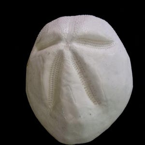 May include: A white, rounded sea urchin test featuring a distinct, symmetrical five-petaled star pattern embossed on its surface. The shell has a textured, granular appearance with fine, porous details radiating from the center point.