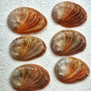 Puede incluir: Seis conchas de abulón ovaladas dispuestas en dos columnas. Cada concha presenta una superficie lisa e iridiscente con patrones en espiral de colores marrón rojizo, bronceado y crema, y una fila de pequeños orificios circulares.