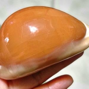 Puede incluir: Una concha de cauri lisa y pulida con una cúpula brillante de color naranja amarronado y una base de color blanco crema. La concha presenta una forma redondeada y convexa con una superficie reflectante que capta la luz.