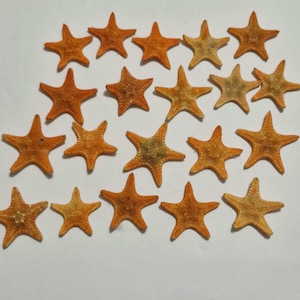 Op de afbeelding: Een verzameling van twintig gedroogde oranje zeesterren gerangschikt in een rasterpatroon. Elke zeester heeft een vijfpuntige vorm met een getextureerd, hobbelig oppervlak en variërende tinten oranje en bruin, met natuurlijke details.