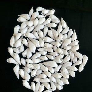 Op de afbeelding: Een verzameling van talrijke kleine, gladde, witte zeeschelpen gerangschikt in een cluster. Elke schelp heeft een langwerpige, spiraalvormige, kegelachtige vorm met een puntige top en een holle opening aan de basis in een egale, witte kleur.