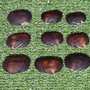 May include: A collection of nine dark brown, oval-shaped clam shells arranged in a three-by-three grid. Each shell features a distinct ribbed texture and a smooth, curved surface with a lighter tan coloration near the hinge area of the shell.