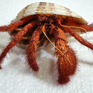Könnte beinhalten: Ein Einsiedlerkrebs mit einem leuchtend roten, strukturierten Exoskelett und langen, dünnen, behaarten Beinen. Der Krebs steckt teilweise in einem glatten, cremefarbenen, spiralförmigen Schneckenhaus mit braunen Flecken und hat zwei dunkle Stielaugen.