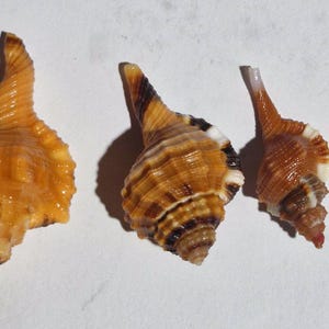 Puede incluir: Cuatro conchas marinas en espiral dispuestas en fila de mayor a menor. Las conchas presentan tonos naranja, marrón y crema con crestas texturizadas y puntas afiladas. Cada concha tiene un patrón en espiral distintivo y una superficie brillante.