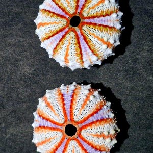 May include: Two sea urchin tests featuring a radial pattern of white, orange, and light purple segments. Each circular shell has a central opening and a textured surface with small bumps, showcasing a natural, symmetrical, and organic design.