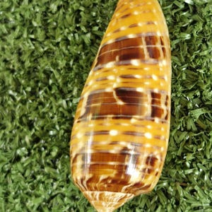 May include: A cone shell with a smooth, glossy surface featuring a repeating pattern of horizontal dark brown bands and vertical white spots against a golden-yellow background, tapering to a pointed apex at the base of the shell.