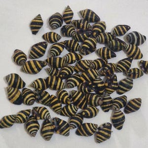 May include: A collection of numerous small sea shells, each featuring a distinct pattern of alternating horizontal black and yellow stripes. The shells are scattered in a loose cluster, displaying various orientations and sizes of the spiral shape.