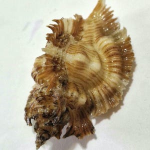 Puede incluir: Una concha marina de color tostado y marrón con una base en espiral y un borde exterior ancho en forma de abanico con crestas finas y prominentes. La concha muestra una superficie texturizada con bandas alternas de marrón claro y oscuro.