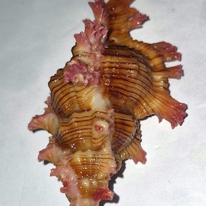 Op de afbeelding: Een zeeschelp met een spiraalvormige structuur, prominente ribbels en een getextureerd oppervlak. De schelp heeft een kleurenpalet van warm bruin, beige en crème, geaccentueerd door levendige roze, gefranjerde en stekelige uitsteeksels.