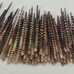 May include: A collection of numerous sea urchin spines arranged in a cluster. Each spine is long, slender, and tapered, featuring a distinct pattern of alternating dark purple and light tan horizontal bands along its entire length.