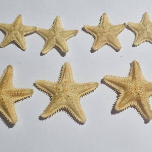 May include: A collection of seven dried starfish arranged in two rows. Each starfish features a five-pointed, textured, light beige body with a central disc and tapered arms. The surfaces show natural ridges and small, spiky protrusions throughout.