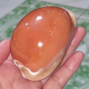 Snäckskal: aurantium gyllene kauri 82 mm # 81
