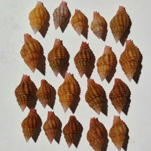 Puede incluir: Una colección de diecinueve pequeñas conchas marinas en espiral dispuestas en cuatro filas. Cada concha presenta un ápice puntiagudo, una superficie texturizada con crestas horizontales y una paleta de colores cálidos de bronceado a marrón.