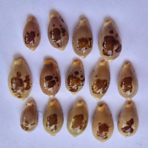 Puede incluir: Una colección de catorce conchas de cauri dispuestas en tres filas. Cada concha presenta una superficie lisa, brillante y de color tostado claro con manchas y marcas irregulares de color marrón oscuro. Tienen forma ovalada.