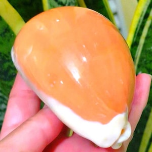 May include: A smooth, polished sea shell with a glossy finish, featuring a vibrant orange upper section that transitions into a solid white base. The shell has an oval, rounded shape with a distinct, narrow opening along the bottom edge.