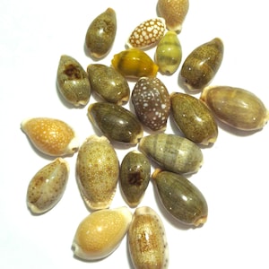 May include: A collection of small, smooth cowrie shells in various shades of olive green, brown, and yellow. The shells feature natural patterns including white spots, mottled textures, and glossy finishes, arranged in a loose cluster on a white surface.