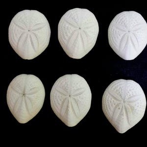 Puede incluir: Seis esqueletos de erizo de mar en color blanco roto dispuestos en dos filas de tres. Cada concha calcificada y redondeada presenta un patrón de estrella de cinco pétalos en su superficie, rodeado por una textura de pequeños relieves.