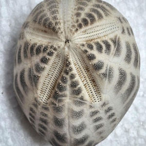 May include: A sea urchin test with a rounded, dome-like shape. The surface is off-white and features a distinct, symmetrical five-pointed star pattern radiating from the center, composed of dark gray, dotted, and linear textured markings.