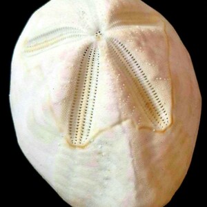 May include: A white sand dollar with a textured surface featuring a prominent five-pointed star pattern. The calcified test displays intricate rows of small perforations radiating from the center, with subtle cream and pale yellow color variations.