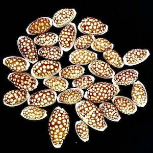 Concha de mar: cribraria cribrarula 17-31 mm artículo #189 (juego de 30 piezas)