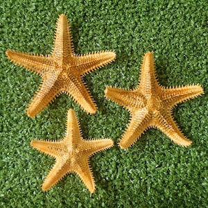 Op de afbeelding: Drie gedroogde zeesterren met vijf puntige armen en een getextureerd, hobbelig oppervlak. De zeesterren zijn lichtbruin en beige van kleur en vertonen een natuurlijke radiale symmetrie met kleine stekels langs de randen van elke arm.