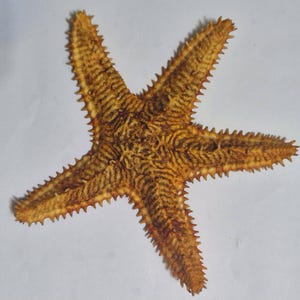 Puede incluir: Una estrella de mar de cinco brazos con una superficie texturizada y espinosa. El cuerpo muestra un patrón de líneas onduladas de color marrón oscuro sobre un fondo beige y amarillo dorado. Cada brazo termina en punta y todo el perímetro está bordeado por pequeñas espinas afiladas que le dan a la criatura un aspecto rígido y calcificado.