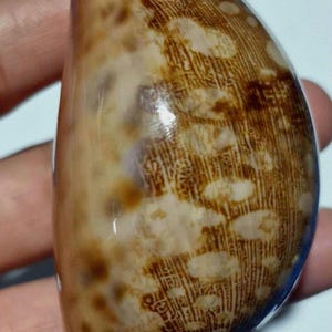Könnte beinhalten: Eine glatte, glänzende Kaurischnecke mit einem komplexen Muster aus dunkelbraunen, beigen und cremefarbenen Markierungen. Die Schnecke hat eine längliche, ovale Form mit einer polierten Oberfläche, die Licht reflektiert und Texturen zeigt.