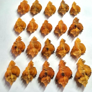 Può includere: Una collezione di venti piccole conchiglie color arancio disposte in una griglia di quattro righe e cinque colonne. Ogni conchiglia presenta una superficie a spirale testurizzata con creste distinte e una punta appuntita.