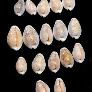 Puede incluir: Una colección de diecisiete pequeñas conchas de cauri lisas dispuestas en filas. Cada concha presenta una superficie brillante de color blanco hueso a bronceado claro con sutiles motas marrones y una hendidura central alargada a lo largo.