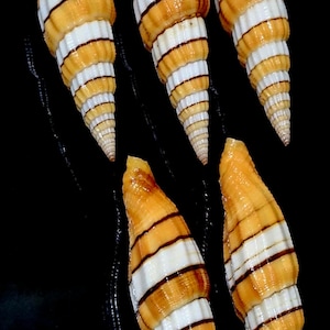 Puede incluir: Cinco conchas marinas espirales alargadas dispuestas en grupo. Cada concha presenta un patrón distintivo de bandas horizontales alternas en tonos naranja dorado, blanco crema y finas líneas marrón oscuro, terminando en punta.