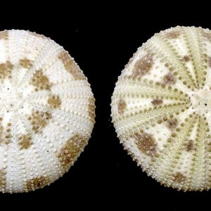 Op de afbeelding: Twee ronde zee-egelschelpen met een witte basiskleur en radiale patronen van lichtbruine en beige vlekken. De oppervlakken zijn getextureerd met kleine, verhoogde bultjes in symmetrische lijnen die vanuit het midden uitstralen.