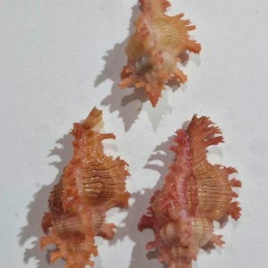 Puede incluir: Tres conchas de Murex con un tono rosado anaranjado distintivo. Cada concha presenta una estructura compleja y alargada con numerosas protuberancias afiladas y espinosas a los lados y una serie de finas crestas horizontales.