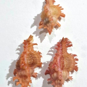 Lace Murex Seashells – Pinkish-Orange Frilled Gastropods (Set of 3)