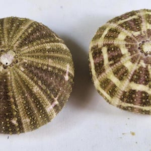 May include: Two sea urchin tests, or shells, are displayed side by side. The left shell is a dark olive green with radial ridges. The right shell features a lighter, cream-colored geometric pattern over a brownish-purple base with a central pore.