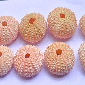Puede incluir: Ocho conchas de erizo de mar de color melocotón pálido dispuestas en dos filas de cuatro. Cada concha redonda y calcificada presenta una superficie texturizada con pequeñas protuberancias y una abertura circular distintiva en el centro.
