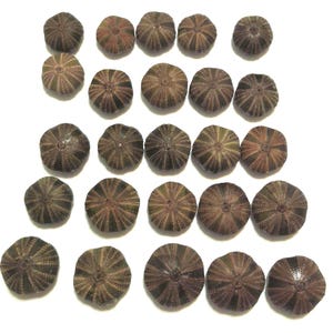May include: A collection of twenty-two dried sea urchin tests arranged in a grid. Each round, calcified shell features a radial, star-like pattern of ridges and grooves in shades of brown, tan, and muted purple, with a small central opening.
