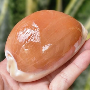 Sea Shell : aurantium golden cowrie 89 mm # 66