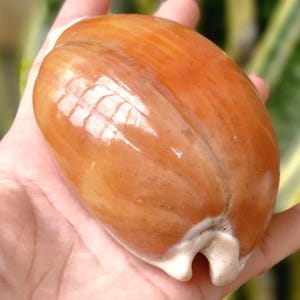 Muschel: Goldbraune Kaurimuschel, 95 mm, Größe 54