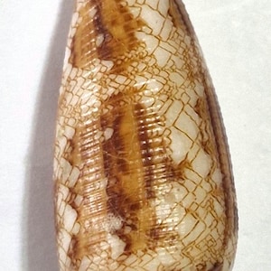 Peut inclure: Un coquillage conique présentant un motif complexe en forme de filet avec des lignes brun foncé sur un fond blanc crème. La coquille a une forme allongée et effilée avec une base pointue et un sommet légèrement arrondi, à la texture naturelle.