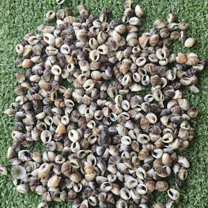 Tiny Striped Brown Snail Shells — Natural Mini Craft Shells 400 pcs item #,415