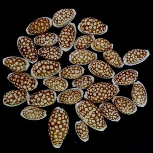 Puede incluir: Una colección de numerosas conchas marinas pequeñas de forma ovalada dispersas por el encuadre. Cada concha presenta una superficie brillante de color marrón oscuro con puntos circulares blancos distintos y espaciados.